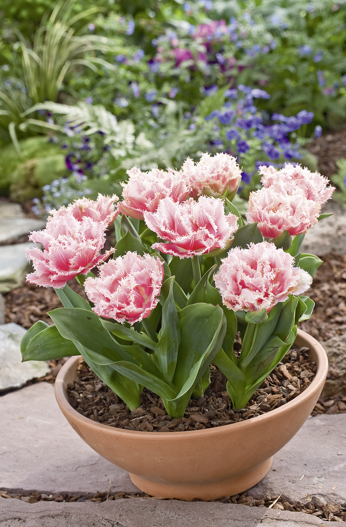 Nahaufnahme rosa fransige Tulpen in einer Terrakottaschale, blühend im Blumenbeet vor grünem Laub und violetten Blumen im Hintergrund